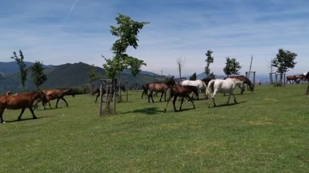 Caballos Diferentes Colores Pastando Prado Día Soleado Montaña Arraiz — Vídeo de stock