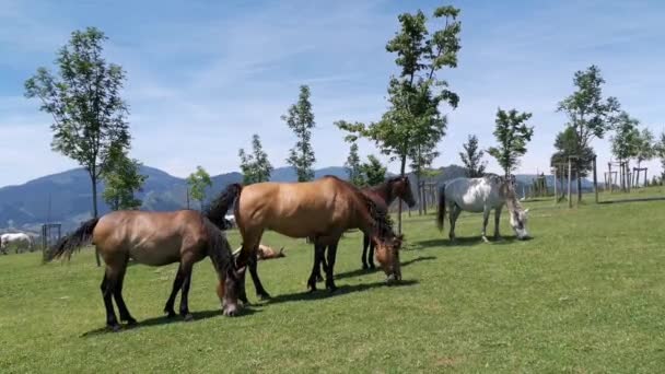 晴れた日に牧草地で異なる色の放牧の馬 アリズ山 — ストック動画
