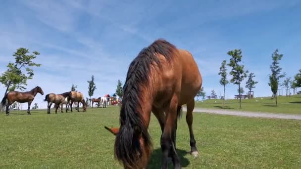 カメラをスヌーピングブラウンの馬が近づいて来て それを嗅ぎます — ストック動画