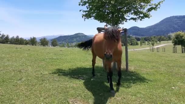棕色的马偷拍着相机 走近些 嗅了嗅 — 图库视频影像