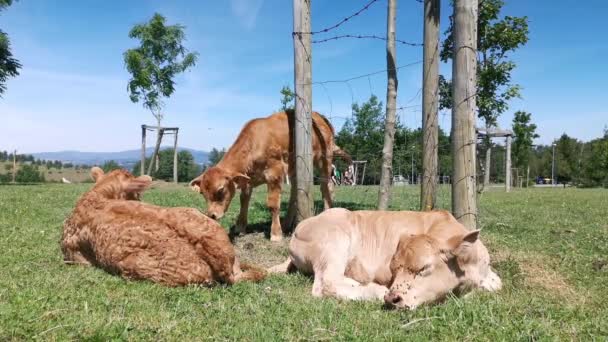 Kalveren Rustend Wei Een Zonnige Zomerdag — Stockvideo