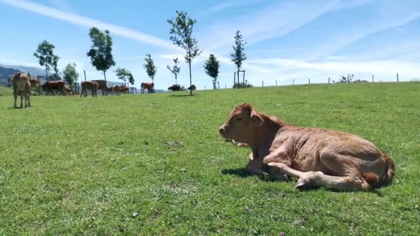 Calve Beristirahat Padang Rumput Pada Hari Musim Panas Yang Cerah — Stok Video