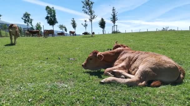 Calve Resting Meadow Sunny Summer Day — Stock Video