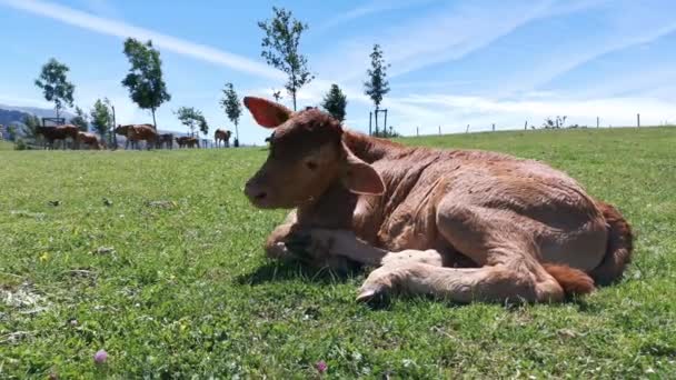 Kalf Rustend Weide Een Zonnige Zomerdag — Stockvideo