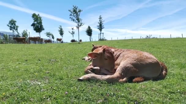 Kalv Vilar Ängen Solig Sommardag — Stockvideo