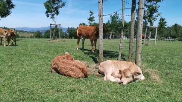 Kälber Ruhen Sich Einem Sonnigen Sommertag Auf Der Wiese Aus — Stockvideo