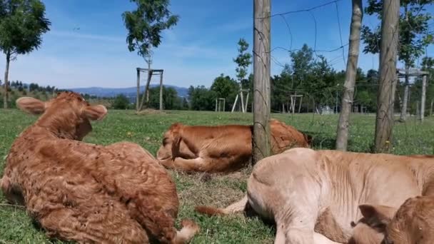 Vitelli Che Riposano Nel Prato Una Giornata Estiva Soleggiata — Video Stock