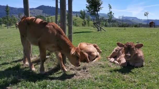 Calves Resting Meadow Sunny Summer Day — Stock Video