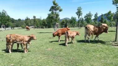 Güneşli bir yaz gününde birkaç buzağı ve anneleri yeşil çayırlarda otluyor.
