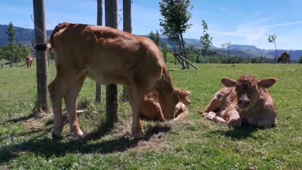 Kalveren Rustend Wei Een Zonnige Zomerdag — Stockvideo