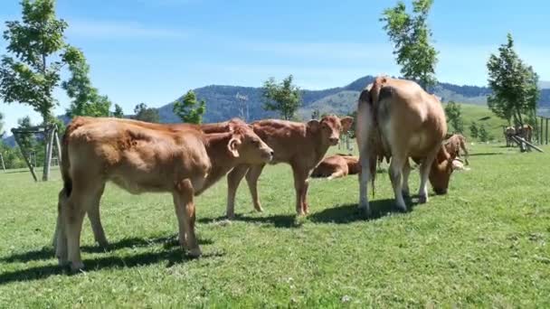 Flera Kalvar Och Deras Mor Betar Den Gröna Ängen Solig — Stockvideo