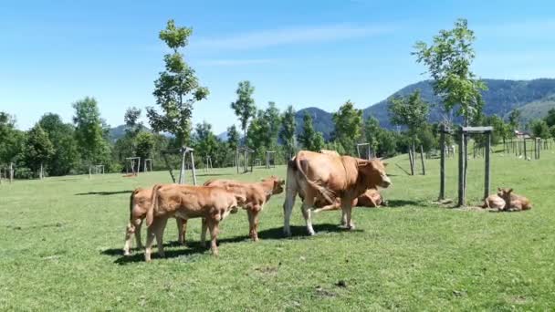 Flera Kalvar Och Deras Mor Betar Den Gröna Ängen Solig — Stockvideo