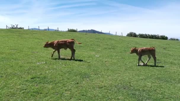 Veaux Marchant Dans Prairie Par Une Journée Ensoleillée Été — Video