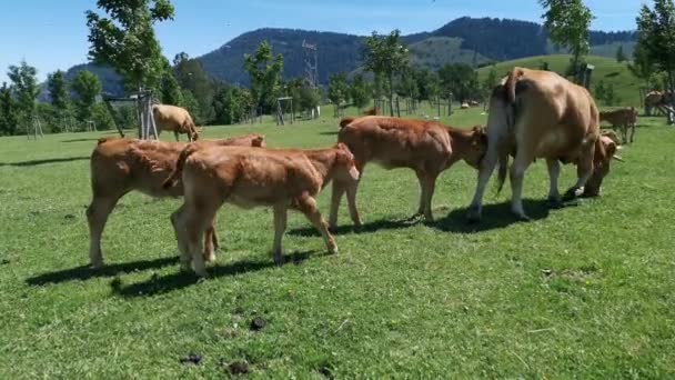 Plusieurs veaux et leur mère paissent dans la prairie verte par une journée ensoleillée d'été