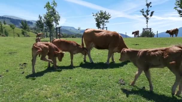 Flera Kalvar Och Deras Mor Betar Den Gröna Ängen Solig — Stockvideo