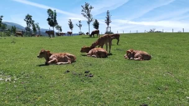 Veaux Reposant Dans Prairie Par Une Journée Été Ensoleillée — Video