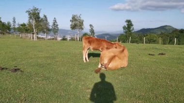 İnek çayırda dinlenirken buzağı otluyor.