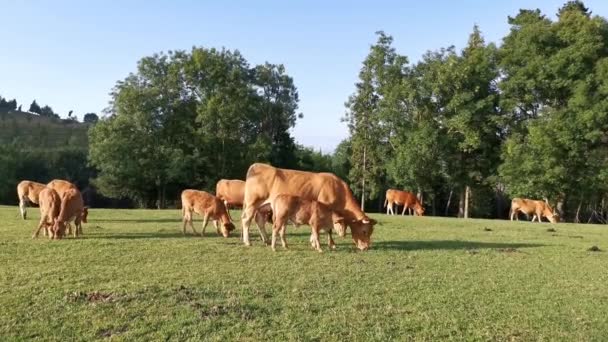 Veaux et vaches pâturant dans la prairie en fin d'après-midi