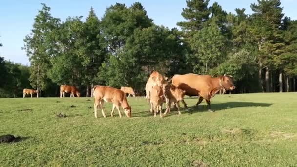Veaux et vaches pâturant dans la prairie en fin d'après-midi