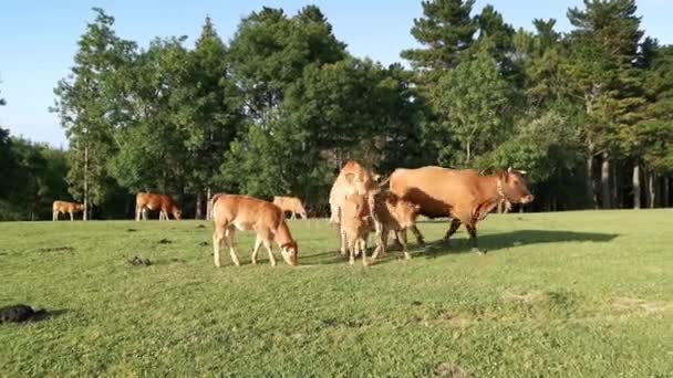 Calves Cows Grazing Meadow Late Afternoon — Stock Video