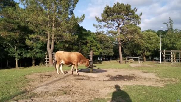 Kráva Pije Vodu Fontány Sama Stisknutí Tlačítka Hlavou — Stock video