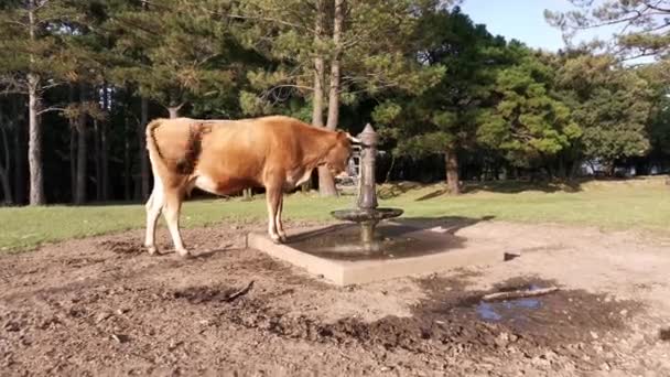 Dricksvatten Från Fontänen Själv Tryck Knappen Med Huvudet — Stockvideo