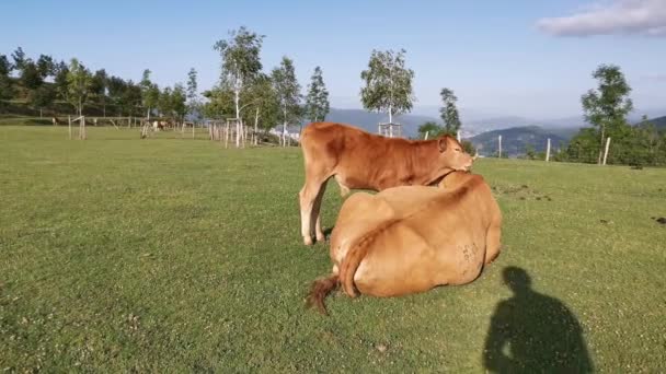 Veau Broutant Dans Prairie Pendant Que Vache Repose Dans Prairie — Video