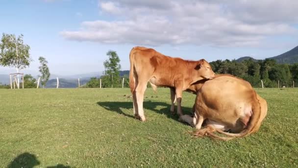 Tele Pasoucí Louce Zatímco Kráva Leží Louce — Stock video