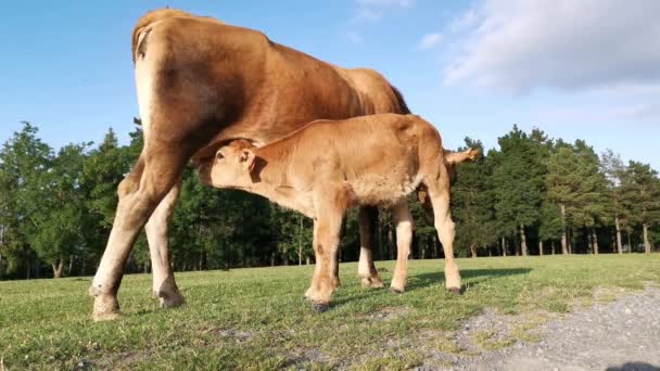 Brown Calf Drinks Milk Udder Cow Sunny Day Meadow — Stock Video