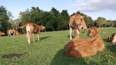 Çayırlarda yatan buzağılar güneşte dinleniyor.
