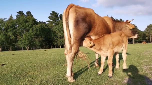 Bruin Kalf Drinkt Melk Uit Uier Van Een Koe Zonnige — Stockvideo