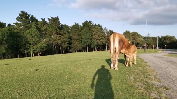 Brown Calf Drinks Milk Udder Cow Sunny Day Meadow — Stock Video