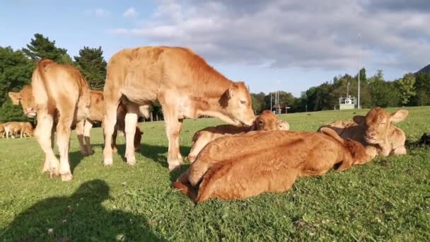 Veaux couchés sur l'herbe de prairie reposant au soleil