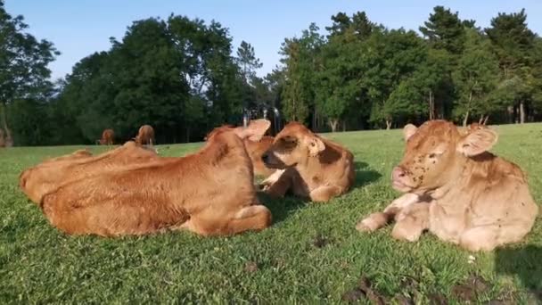 Calves Lying Meadow Grass Resting Sun — Stock Video