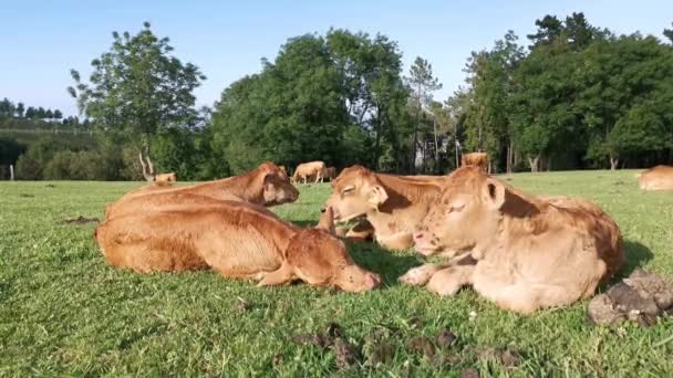 Vitelli Sdraiati Sull Erba Del Prato Che Riposano Sole — Video Stock