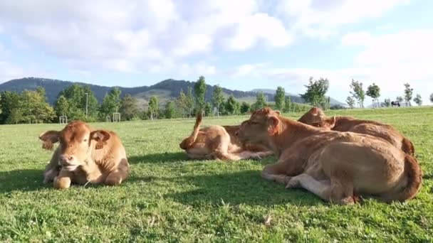 Calves Lying Meadow Grass Resting Sun — Stock Video