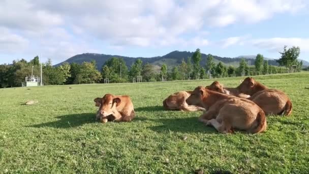 Telata Ležící Louce Odpočívající Slunci — Stock video