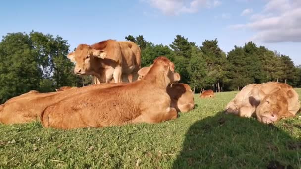 Veaux couchés sur l'herbe de prairie reposant au soleil