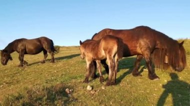Gün batımında çayırda çim yiyen atlar. Günün son ışıkları, arka planda alçak bulutlar ve muhteşem renkler.
