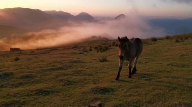 Gün batımında çayırda tay gezintisi. Günün son ışıkları, arka planda alçak bulutlar ve muhteşem renkler.