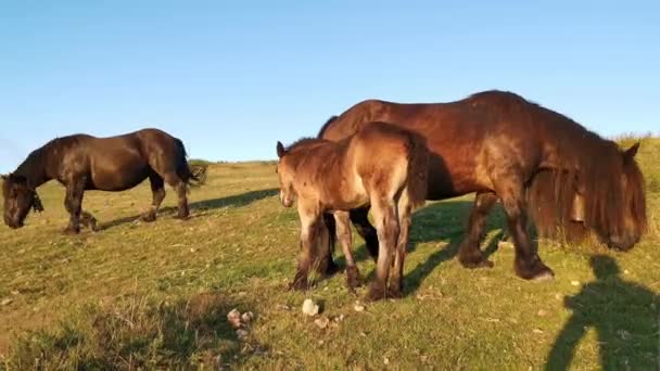 Chevaux mangeant de l'herbe dans la prairie au coucher du soleil. Dernières lumières du jour, nuages bas en arrière-plan et couleurs spectaculaires