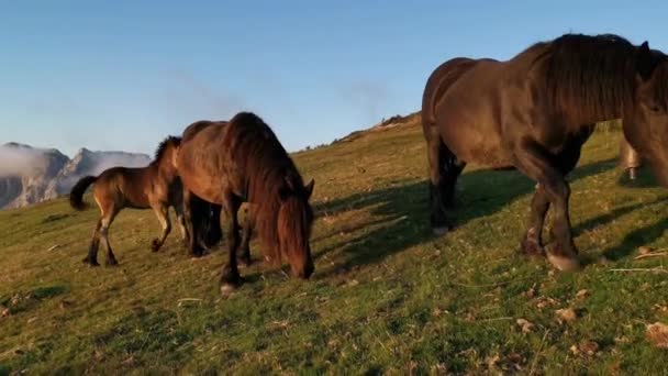 Caballos Comiendo Hierba Prado Atardecer Últimas Luces Del Día Nubes — Vídeo de stock