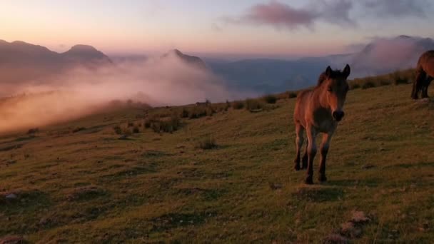 Foal Explorando Prado Atardecer Últimas Luces Del Día Nubes Bajas — Vídeos de Stock