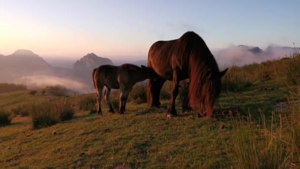 Chevaux Mangeant Herbe Dans Prairie Coucher Soleil Dernières Lumières Jour — Video