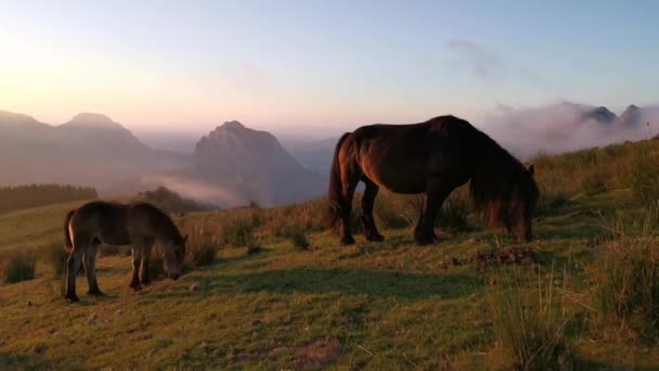 日落时在草地上吃草的马 一天的最后一盏灯 背景中的低云和壮观的色彩 — 图库视频影像