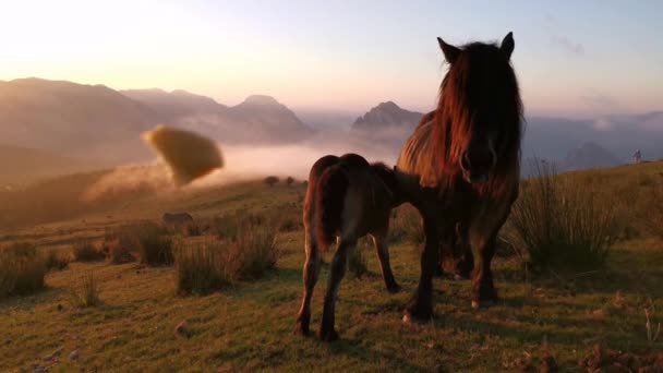 Άλογα Που Τρώνε Γρασίδι Στο Λιβάδι Ηλιοβασίλεμα Τελευταία Φώτα Της — Αρχείο Βίντεο