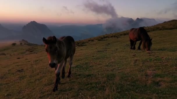 Foal Explorando Prado Atardecer Últimas Luces Del Día Nubes Bajas — Vídeo de stock