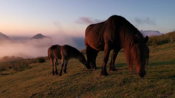 Paarden Die Gras Eten Wei Bij Zonsondergang Laatste Lichten Van — Stockvideo