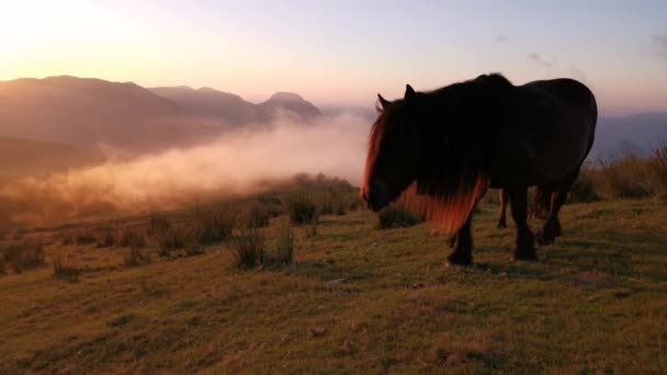 Paarden Die Gras Eten Wei Bij Zonsondergang Laatste Lichten Van — Stockvideo