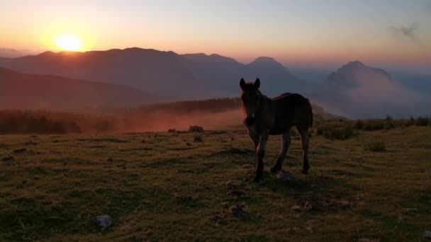 Fohlen Auf Der Wiese Bei Sonnenuntergang Letzte Lichter Des Tages — Stockvideo